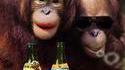 Singes alcooliques