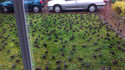 Les oiseaux
