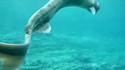 Requin préhistorique