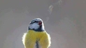 Des tweets visibles