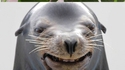 Portraits d'animaux