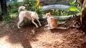 Un chien et un chat