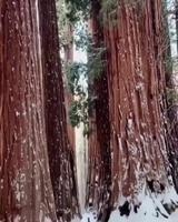 Parc national de Yosemite