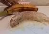 Banane vivante 