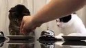 Deux chats réclament des croquettes en appuyant sur leurs sonnettes de comptoir