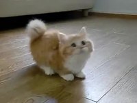 Chaton joueur