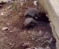 Vraiment un rat ce proprio