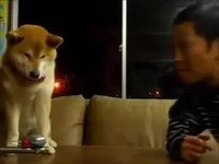 Un chien qui n'aime pas les bisous