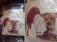 Cette petite chienne aguicheuse 