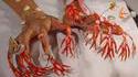 Ongle corail