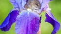 Dormir comme une fleur