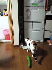 Une chatte traumatisée par un concombre