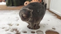 La neige, c'est de la lave