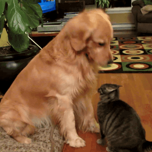 Un chien qui traite avec condescendance un chat.