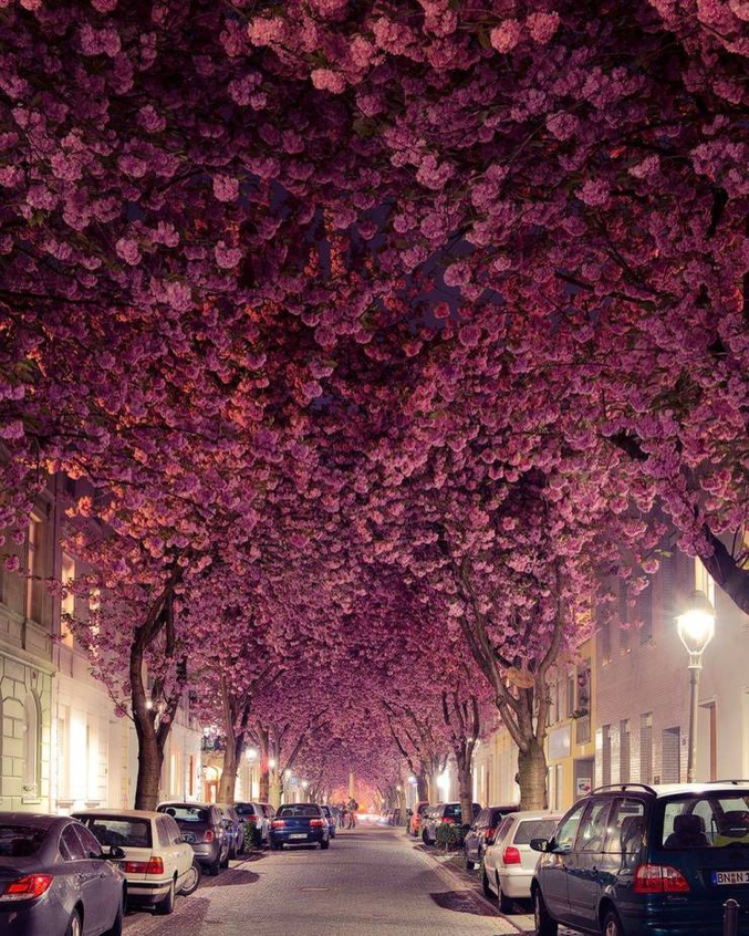 Une rue allemande se couvre de fleurs au printemps