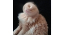 Le chat de Sauron