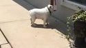 Chien d'aveugle à l'entraînement