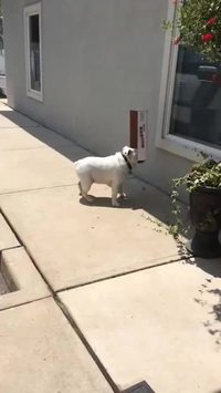 Chien d'aveugle à l'entraînement