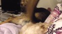 Chien chiant