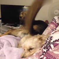 Chien chiant