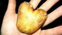 La patate de l'amour
