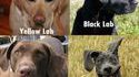 Les labradors