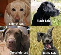 Les labradors