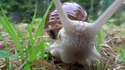 Un escargot vole une caméra GoPro