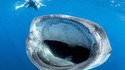 Ça nage vite un requin-baleine ?