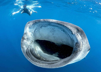 Ça nage vite un requin-baleine ?