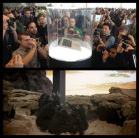Les fans d'Apple