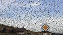Les oiseaux