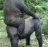 "A dada sur mon gorille;;;"