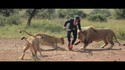 Partie de football avec des lions sauvages