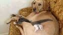 Comme chat et chien 20