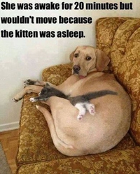 Comme chat et chien 20