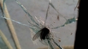 Une mouche un peu trop rapide...