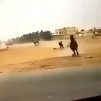 Pourquoi le cheval  traverse-t-il la route ?