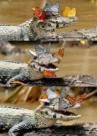 Un croco qui aime les papillons...