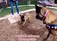 Dexie la grande sœur 