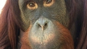 Un grand singe