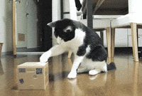 Boîte auto-fermante vs chat