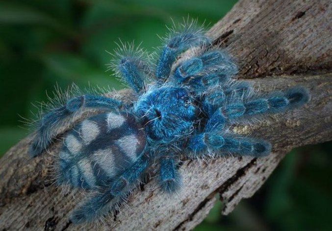 Une araignée de couleur.