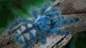 Araignée turquoise