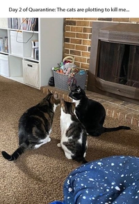 Chats en train de comploter pour me tuer