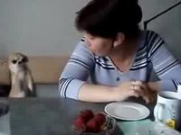 Un chihuahua bien éduqué