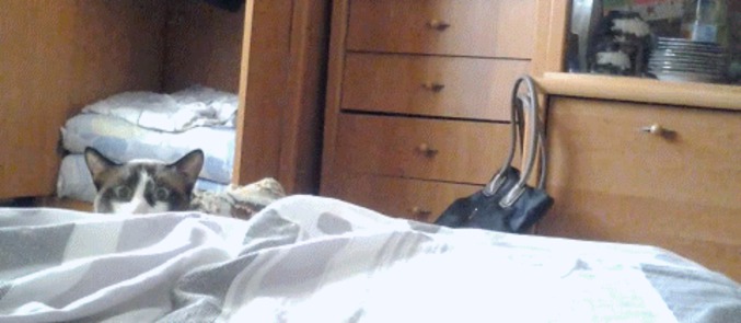Chat périscope
