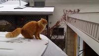 Le chat qui saute