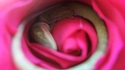 Dormir comme un lézard