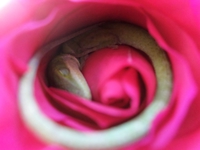 Dormir comme un lézard